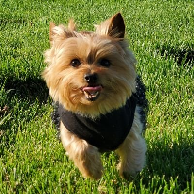 BrandonVさんのプロフィール画像