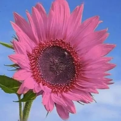 littlepandao's profile picture. 