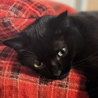 Laurent (@chukt01) 's Twitter Profile