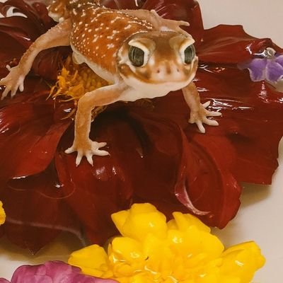 フラワーさんのプロフィール画像