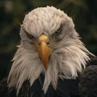 TigerMarine (@tigermarine86) 's Twitter Profile