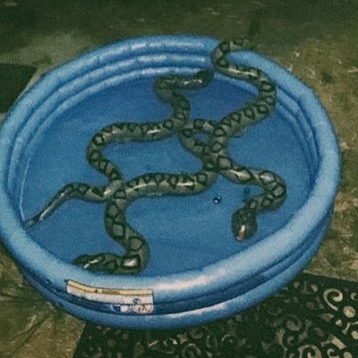 SNAKE POOL 🎶