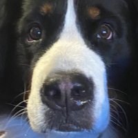 Crescita Emf (@mrtootaxed) 's Twitter Profile