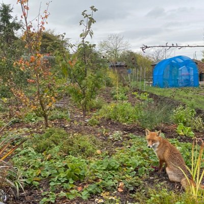 food forest forest GardenPermaculture