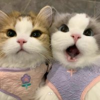 🌈⚡️☀️𝕃𝕒𝕝𝕒𝕓𝕖𝕠𝕞🍁🌹💅🏻 (@lim_labeom) 's Twitter Profile Photo