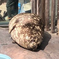 さぼーん (@rollingfloating) 's Twitter Profile