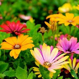 tainteinb's profile picture. Dessert is always the solution to any problem.