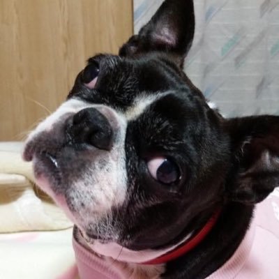 hoyasakuran's profile picture. 沖縄に移住して22年