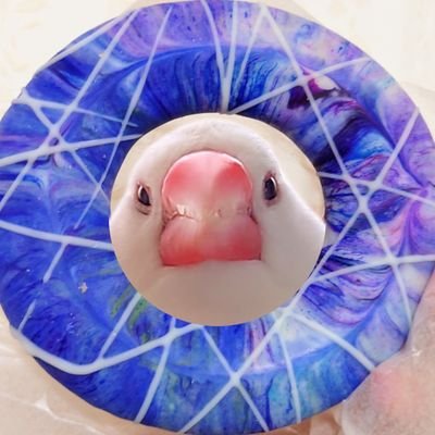 Sue🌺さんのプロフィール画像