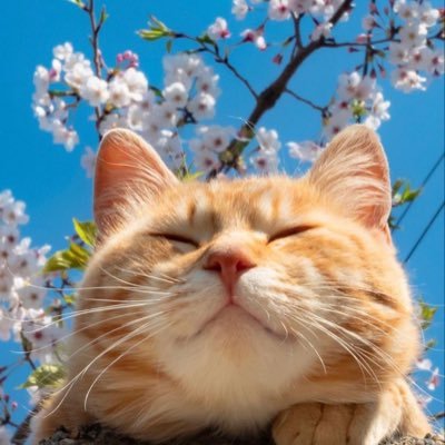 Ketzaal_'s profile picture. 𖧵ꕤ𖧵