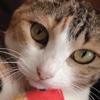 いなみ（じゅげた）さんのプロフィール画像