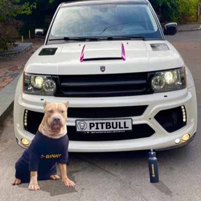 @bscpitbull #pitbulltoken