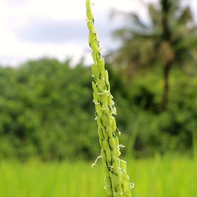 project_redial's profile picture. The Research for Development and Innovation Agriculture and Learning (ReDIAL) Action is an European Union funded Agriculture project.