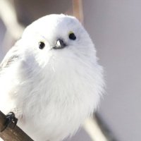 ひら (@hrie0202) 's Twitter Profile