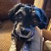 mydoglibby (@grasspilot72) Twitter profile photo mydoglibby (@grasspilot72) Twitter profile photo