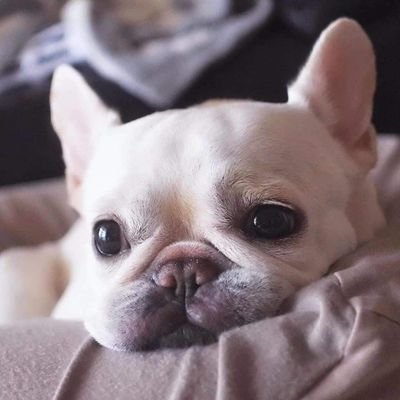 👉Welcome  to French Bulldog World  ❤️
Follow Us For Enjoying More contain 💞