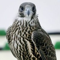 وبل السحايب (@abojasar2002) Twitter profile photo