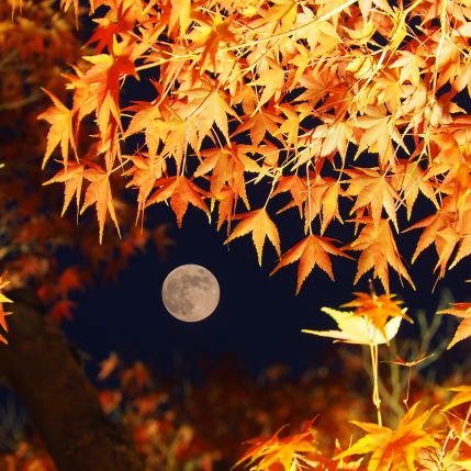 ZkAsJvlkNtFumHU's profile picture. 日々の何気ないヒトコマをつぶやいています。