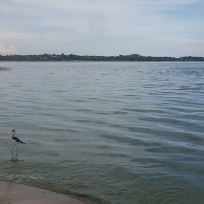 deenah_nalongo's profile picture. 