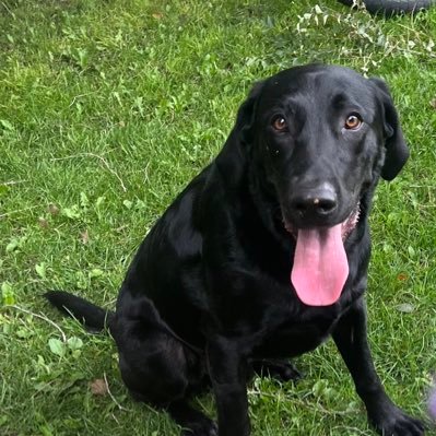 idahocontra's profile picture. Idaho counter revolutionary, Self Employed Carpenter, Amateur Options Trader.