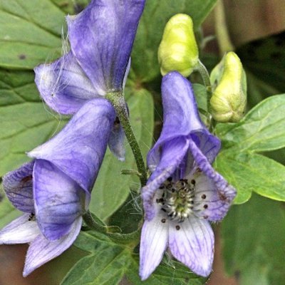 自然が好き😀😍🌲🌺☘🌼
里、野、林、海岸など四季折々の山野草
生き物などを掲載しております♪
旧Twitterは2021年からtweetをはじめました。
まだ不勉強で失礼な事やご迷惑をおかけすることも
あると思いますがお許し願います😓
いつもいいねやリポストもありがとうございます🙏