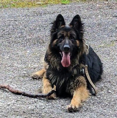 GDOGQ1's profile picture. It's all gonna come out.
No DMS.