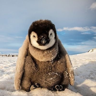 Welcome to @penguin_world09
We share daily #penguin contents🐧
🐾 Follow us if you really love Penguin 🐧