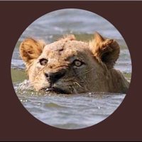 Lion River(@LionNRiver) 's Twitter Profile Photo