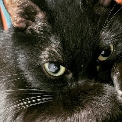 gualcolo's profile picture. 