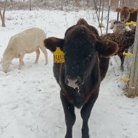 Julie (@julielovesfluff) 's Twitter Profile Photo Julie (@julielovesfluff) 's Twitter Profile Photo