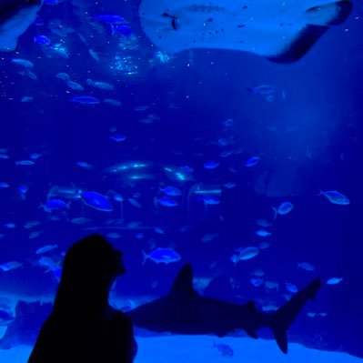 Marine biologist in progress ⏳ sharks and rays enthusiast