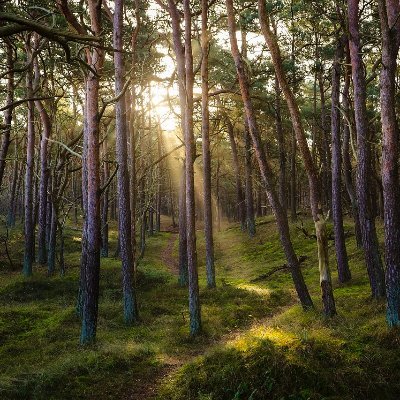 El cuidado del Bosque es la salvaguarda de nuestro futuro verde
