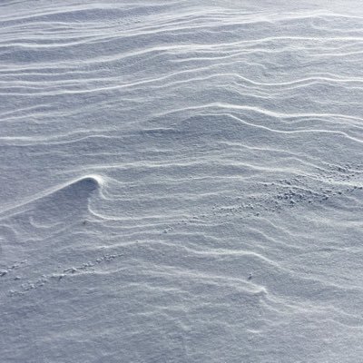 Paperbark__'s profile picture. sampling synths to process the times