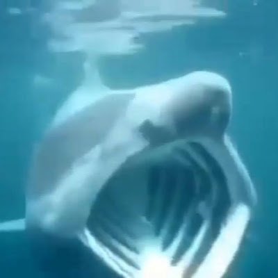 Narvalo1673464's profile picture. i like osu : https://t.co/u88D6xduIU