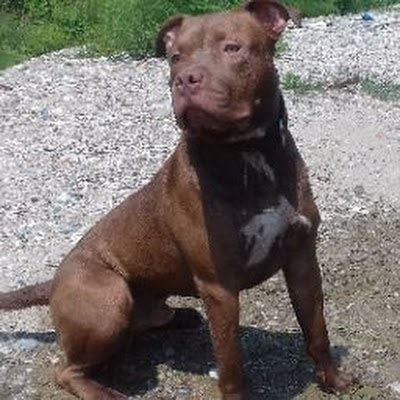 adilakhtar7825's profile picture. 