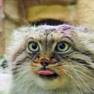 Oomfie from the Visegrád region reposting shit idk
.Tired from the Visegrád 24 account not posting about Visegrád
.From Bydgoszcz 😭
.Professional Manul lover