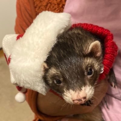 follow for updates on twitter’s favorite ferret 🩵