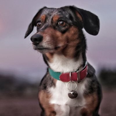 TheDogPlant Profile Picture