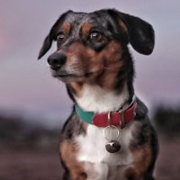 Muppy, A Dog(@TheDogPlant) 's Twitter Profile Photo