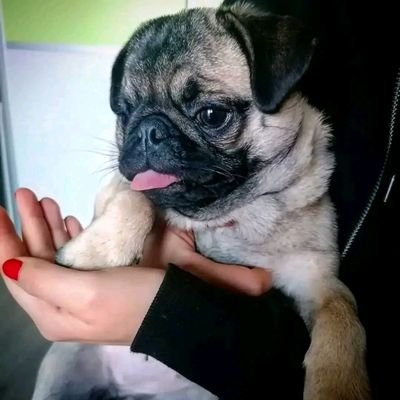 Hello there friend please I am a PUG LOVER and a breeder if you love pug puppies follow me for more content every day and if you are interested in adopting LMK