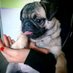 PUG PUPPIES FOR ADOPTION (@NbaSerge) Twitter profile photo