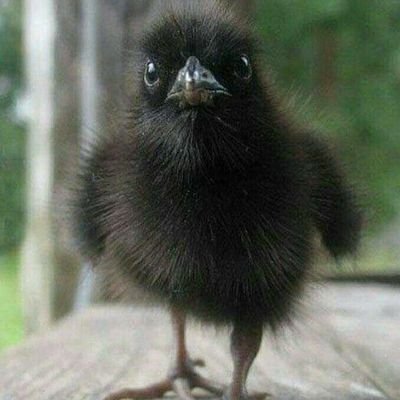 (قره قارغا یا همان کلاغ سیاه)
qaraqargha means Raven or any kind of all black Crows .
science,kindness and honesty are the solution of any problem in the world