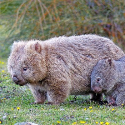 Tommcwombat Profile Picture