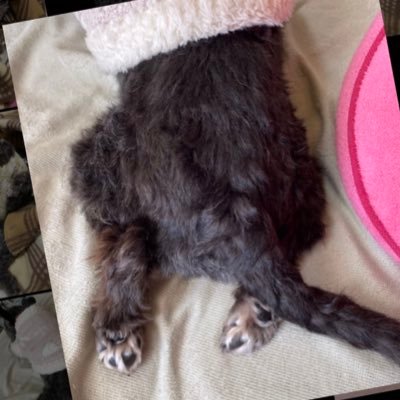 たまに呼吸する日常ﾂｲｰﾄ｡なんか食ってばっかになっている｡ アイコンの子は愛犬の『のんさん』｡ 最近たまに現れていいねしてくマンになってる。なんだこれ