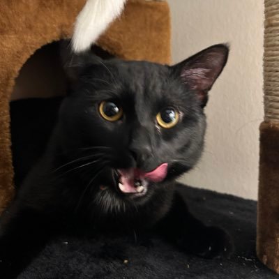 grunglar's profile picture. currently : 📍manic playing osrs