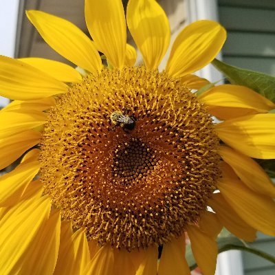 SillyJillyGee's profile picture. 