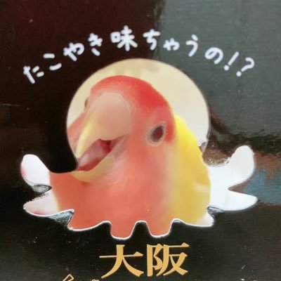 夫、鳥ちゃん、自然、食べ物、猫たん、生き物、アニメ漫画、面白いもの🦥 2023/05/05 おむれつちゃんお迎え(コザクラインコ、ルチノー)2022年11月ごろ生まれ。皆様のインコちゃんの写真を鼻の下伸ばしながら見てます。 可愛い綺麗に反射で♡押しちゃう2023年10月31日保護猫のささみ(女の子)も仲間入り