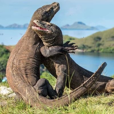 thekomodospeaks's profile picture. Quinquagenarian. Lapsed Buddhist. Parthenogenesis advocate. Empathetic with misogynists since that day they shined my shoes. #judgenotthecannibal