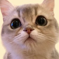 ニコ🐾ミア🐱体格差兄妹(@nico_mia_life) 's Twitter Profile Photo