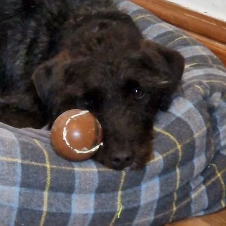 Totally full of beans. I am a terrier cross. Rescued by me mums Nov 2022. Follow my adventures...